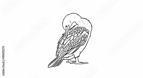Detailed line drawing of a cormorant bird preening its feathers