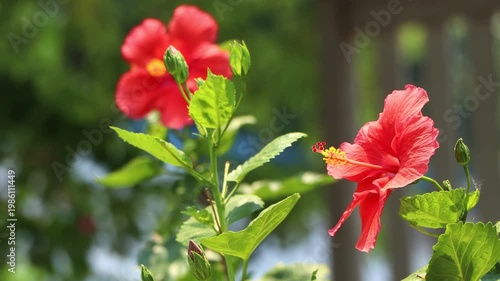 Close up of red Hibiscus rosa-sinensis , Hawaiian hibiscus Flower
