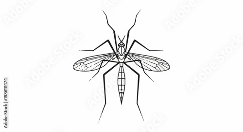 Detailed line drawing of a long-legged insect with prominent wings and antennae