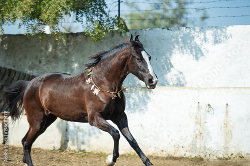 running speedly marwari mare in paddock at sunny day. India