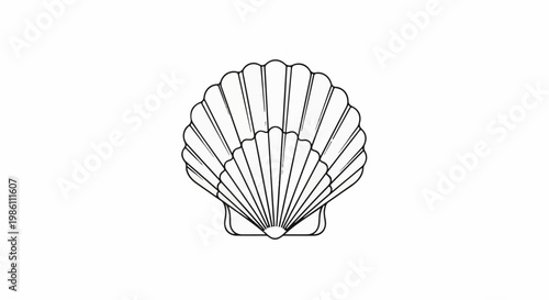 Detailed line drawing of a scallop shell, highlighting its ribbed texture