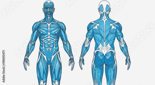 Human body muscle anatomy illustration.