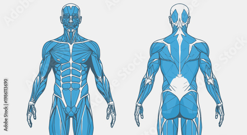 Human body muscle anatomy illustration.