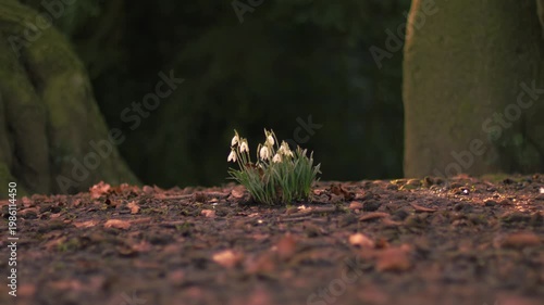 Snowdrop flowers in winter park between trees