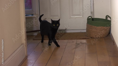 Black cat plays in house hallway 
