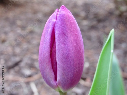 Close up of a blooming purple tulip in the garden 