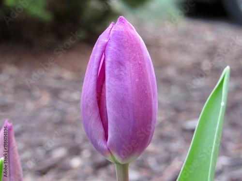 Blooming purple tulip flowers 
