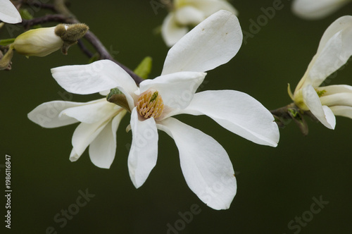 Mid April. Magnolia flowers.