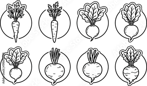 Carrots and turnips with leaves in circles