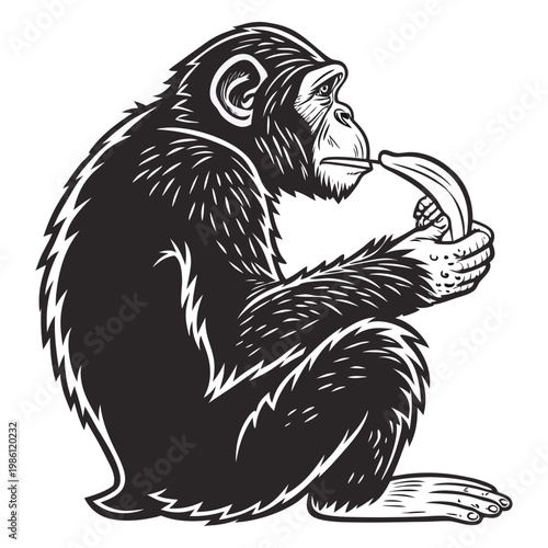 Vector illustration of a chimpanzee sitting and eating a banana