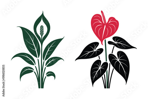 Tropical plant vector illustrations with peace lily and anthurium flower