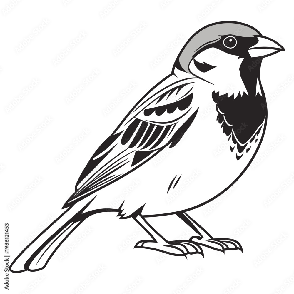 Fototapeta premium Illustration of a house sparrow bird, a small passerine bird with detailed plumage