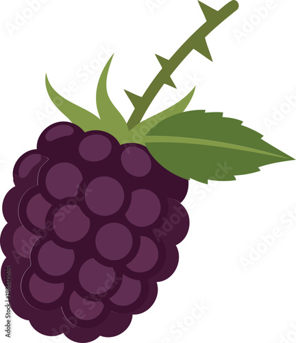 Blackberry with green leaves and thorn fruit purple
