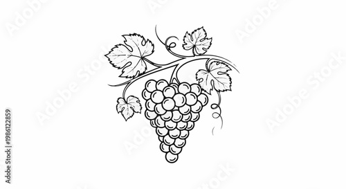 A black and white line drawing of a bunch of grapes with leaves