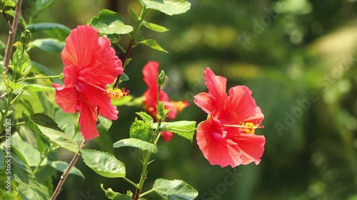 Close up of red Hibiscus rosa-sinensis , Hawaiian hibiscus Flower