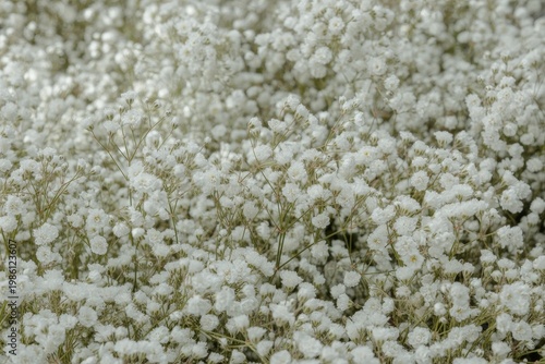 Elegant background of delicate white flowers with soft light and minimal aesthetic