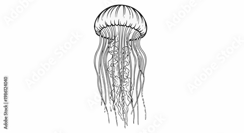 Delicate line drawing of a jellyfish with flowing tentacles against a white background