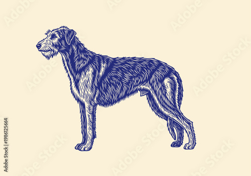 Irish Wolfhound Dog Illustration in Vintage Woodcut Engraving Style