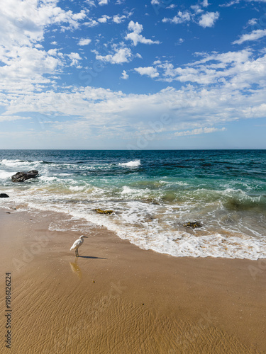A white Egret shore bird stands on beach with waves washing up to sandy shore