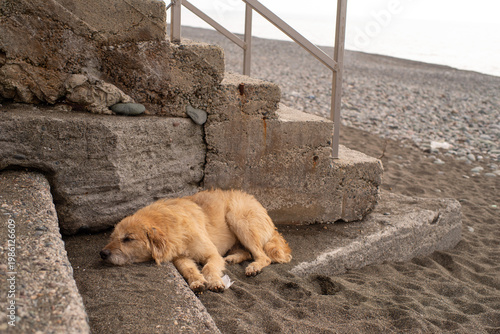 A large red-haired street dog sleeping on a pebble beach by the sea on a sunny day, close-up, soft selective focus. Stray animals.