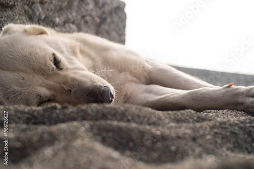 A large white stray dog ​​sleeping on a pebble beach by the sea on a sunny day, close-up, soft selective focus. Stray animals.