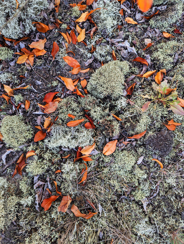 Bright textured natural forest background of dry heather branches, moss, dry autumn leaves, tree branches, dry grass, pine needles, top view