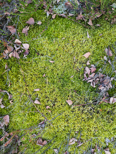 Bright textured natural forest background of dry heather branches, moss, dry autumn leaves, tree branches, dry grass, pine needles, top view