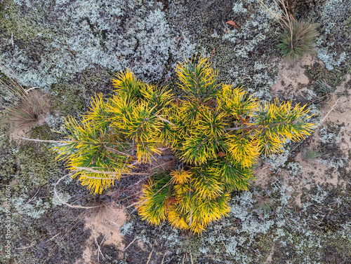 Bright textured natural forest background of dry heather branches, moss, dry autumn leaves, tree branches, dry grass, pine needles, top view