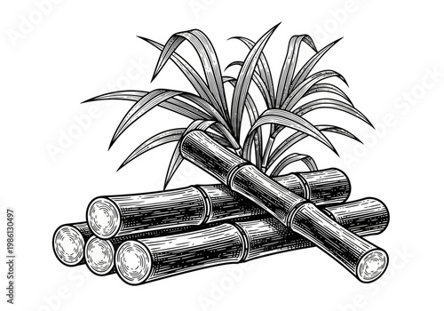 Vintage Woodcut Illustration of Sugar Cane Stalks and Leaves - Hand-Drawn Botanical Engraving Style on White Background
