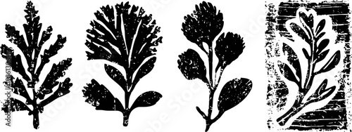 Black and white botanical leaf prints in vintage woodcut