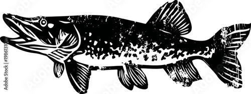 Detailed black and white illustration of a northern pike fish with textured scales and fins