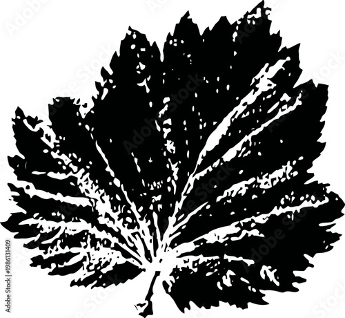 black silhouette of grape leaf detailed shape isolated on white background