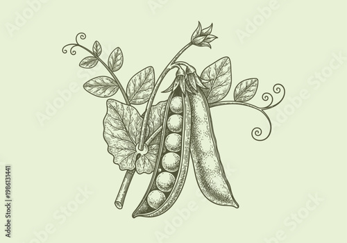 Green Pea Botanical Illustration, Vintage Hand-Drawn Vegetable Engraving Style for Organic Food Design