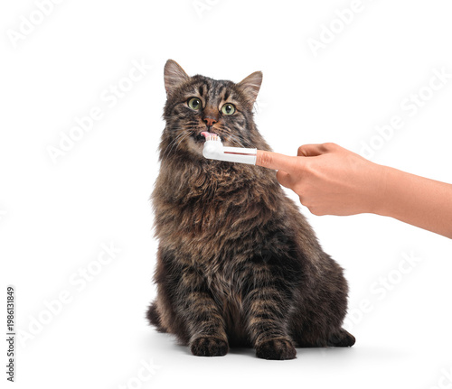 Owner brushing fluffy cat's...