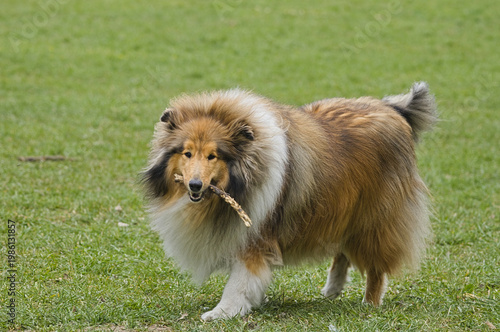 Rough Collie
