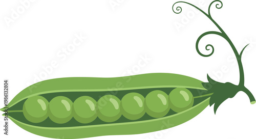 Green pea pod with seven peas and curly stem vegetable