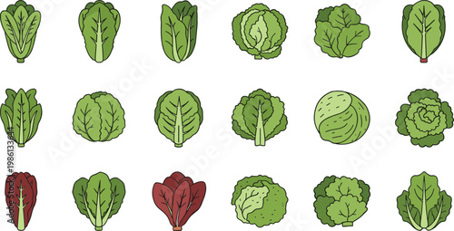 Collection of fresh lettuce and leafy green vegetables arranged on white background