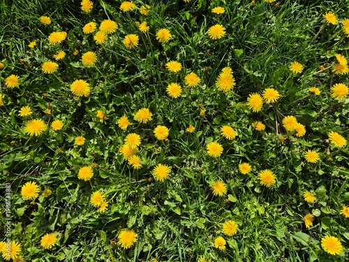 Löwenzahn (Taraxacum officinale)