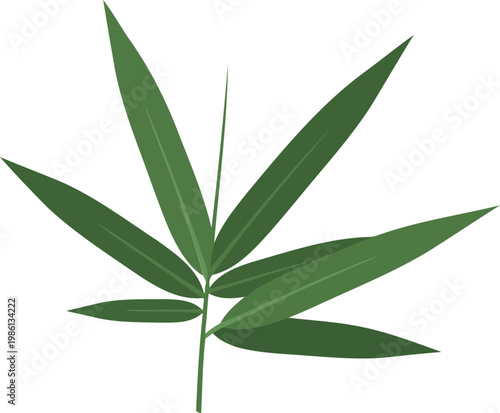 Leaf green plant white background single leaf