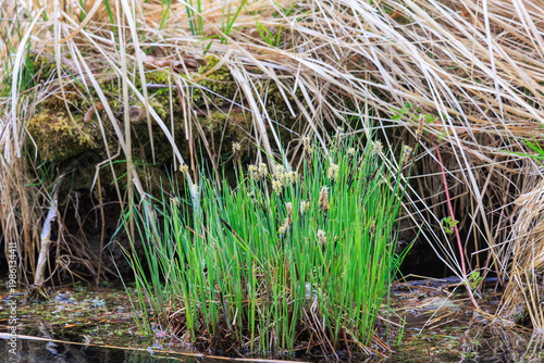 Fresh green sedge and marsh vegetation growing at the edge of shallow water in wetland habitat, Germany, Augsburg, 15.04.2026