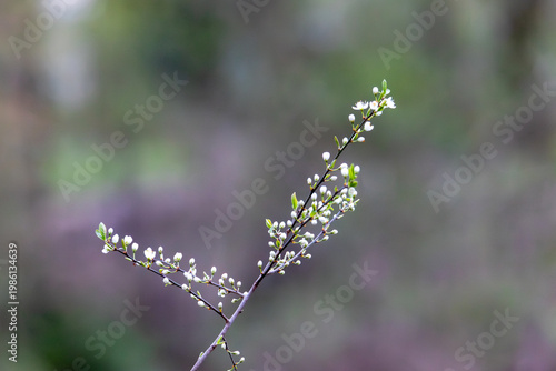 Slender branch of blackthorn with opening white blossoms against soft natural spring background, Germany, Augsburg, 15.04.2026