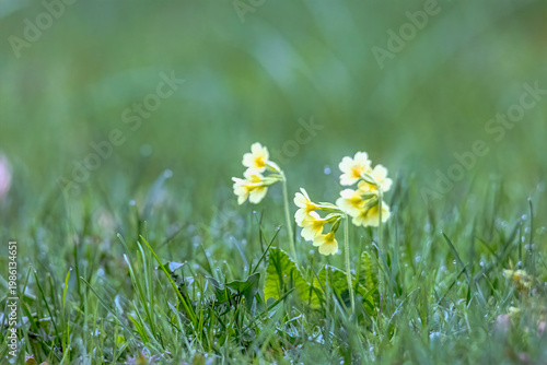 Yellow cowslip flowers blooming low in fresh spring meadow grass with soft natural background, Germany, Augsburg, 15.04.2026