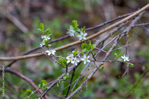 Blackthorn branch with fresh green leaves and white blossoms in early spring woodland habitat, Germany, Augsburg, 15.04.2026