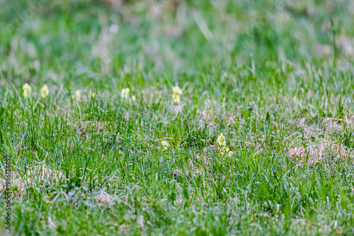 Fresh green grass meadow with small yellow flowers scattered across natural spring landscape, Germany, Augsburg, 15.04.2026