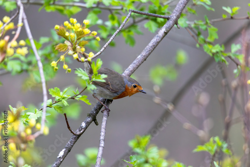 European Robin Erithacus rubecula Perched on Branch in Soft Natural Forest Background Germany Augsburg 15.04.2026