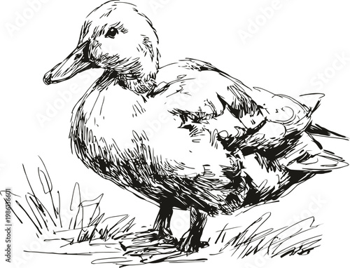 Black and white duck drawing standing on grass detailed ink sketch of waterfowl bird with feathers and beak