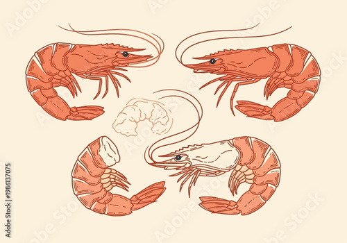 Hand Drawn Shrimp and Prawn Collection - Retro Seafood Line Art Illustration for Restaurant Menus, Food Packaging and Kitchen Wall Art