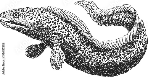 Black and white illustration of a spotted moray eel with detailed scales and fins