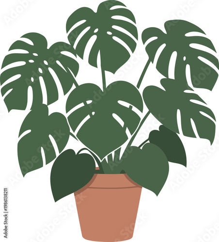 Potted monstera deliciosa plant with large green leaves