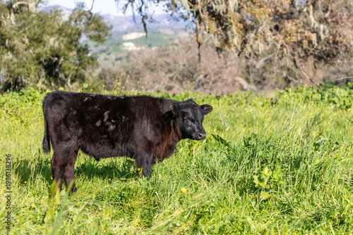 Regenerative Cattle on Green California Grass
